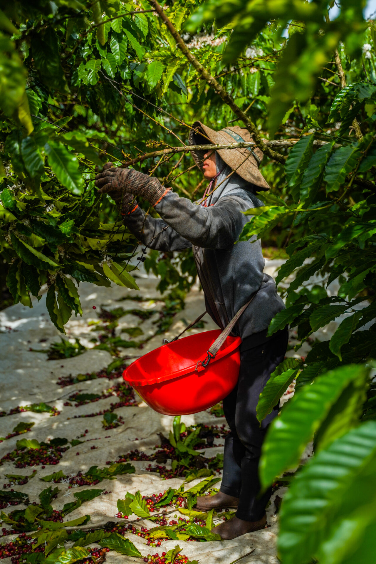 BinhDong Farm (23 of 71)