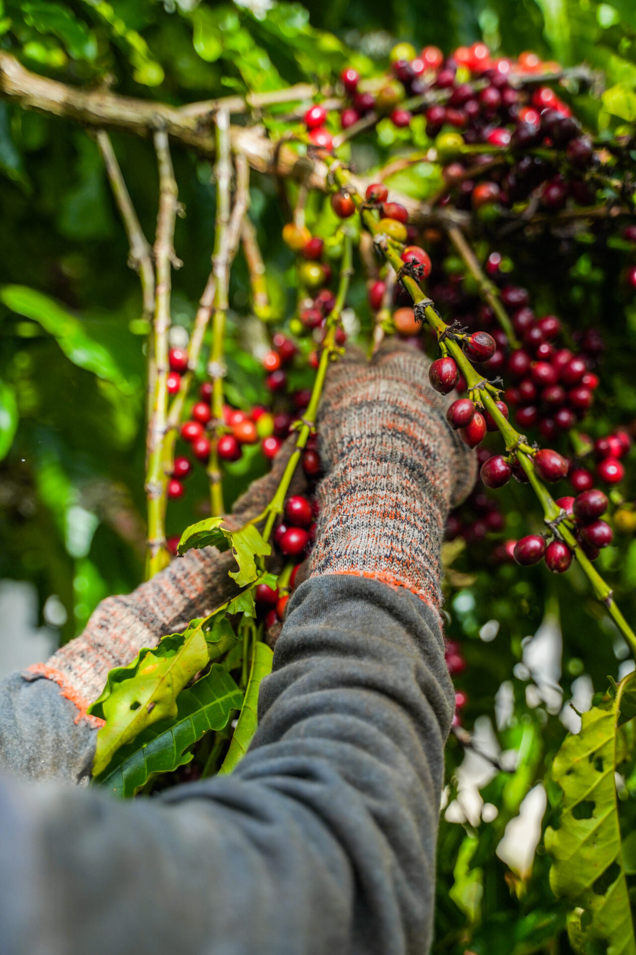 BinhDong Farm (25 of 71)